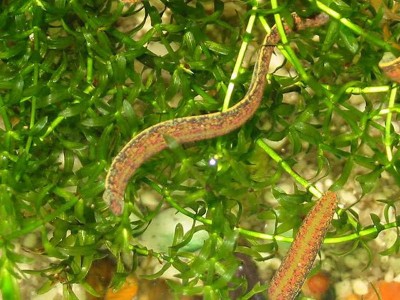 20 Adet Doktor Sülük